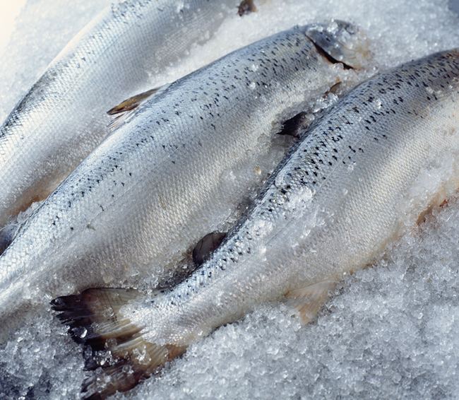 Fresh Salmon